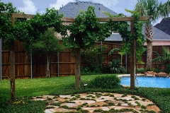 Grapevines and Patio