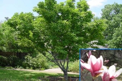 Saucer Magnolia (Evergreen)
