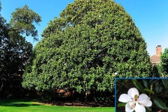 Southern Magnolia (Evergreen)