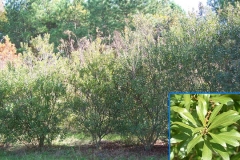 Southern Wax Myrtle (Evergreen)