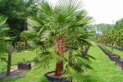 Windmill Palm (Evergreen)